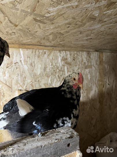 Петушки 3 мес