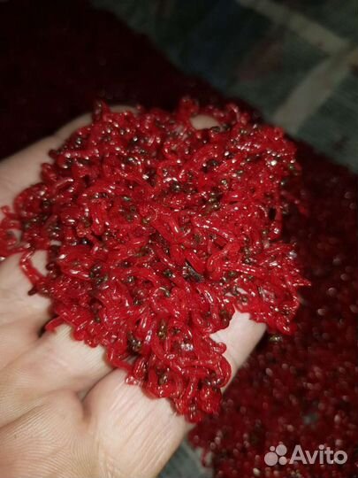 Мотыль-Опарыш-Червь