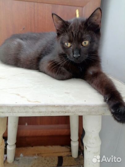 Кошка в добрые руки