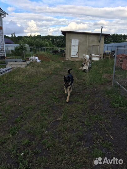 Восточноевропейская овчарка вязка