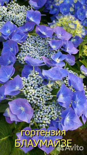 Гортензия крупнолистная ремонтантная