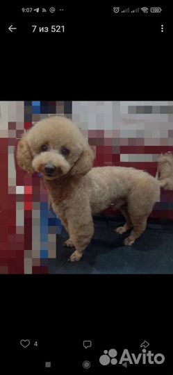 Ищу модели (собак) для стрижки