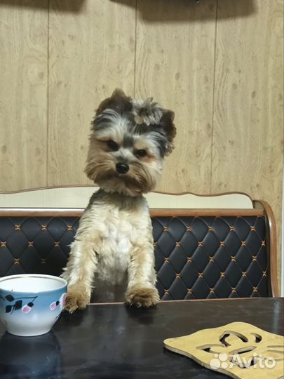 Той-терьер щенки