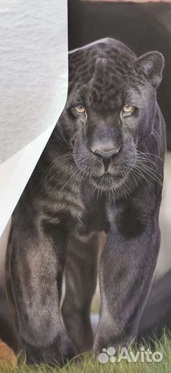 Картина Черный Ягуар