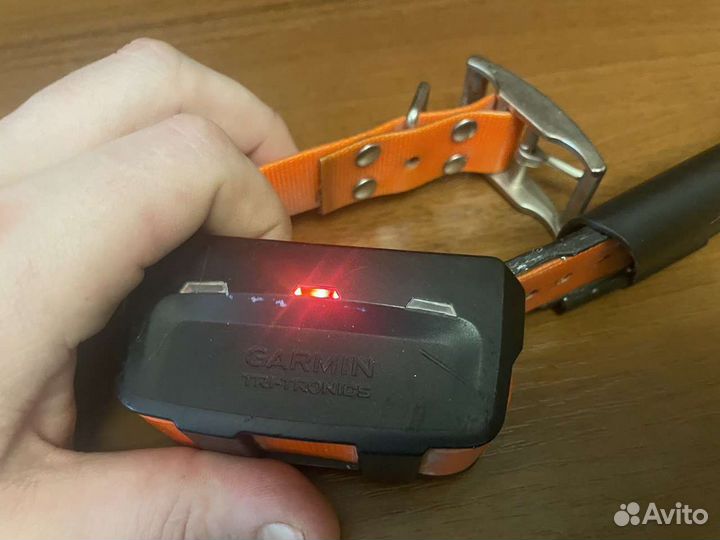 Gps ошейник для собак garmin t5