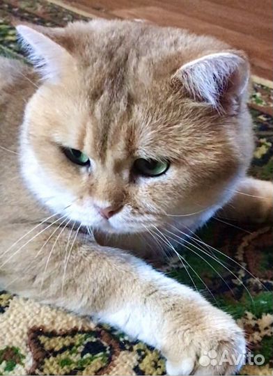 Золотая шиншилла. Вязка