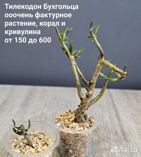 Коллекционные суккуленты