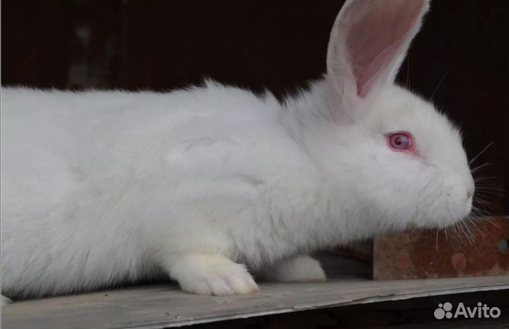 Белый кролик