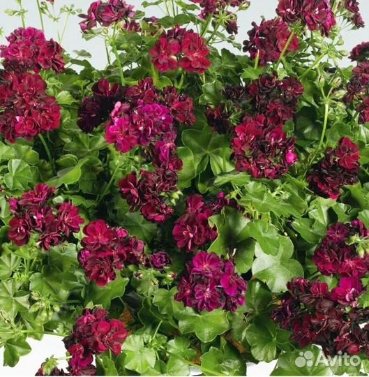 Колеус Фауст