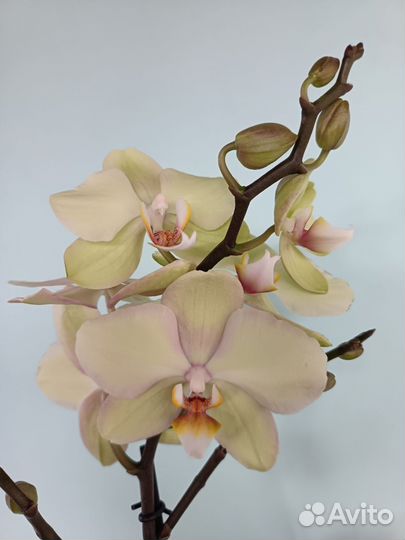 Орхидея фаленопсис