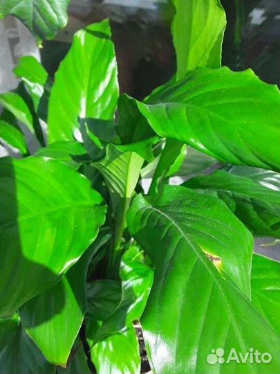 Спатифиллум