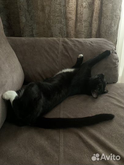 Котик
