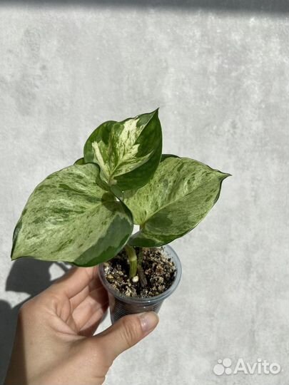 Эпипремнум марбл эппл, хэппи лиф; филодендрон