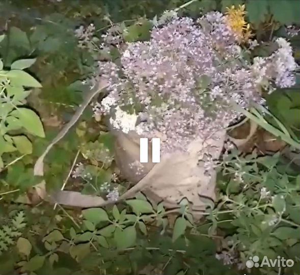 Лекарственные травы,ягоды,помидоры