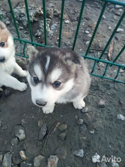 Сибирский хаски