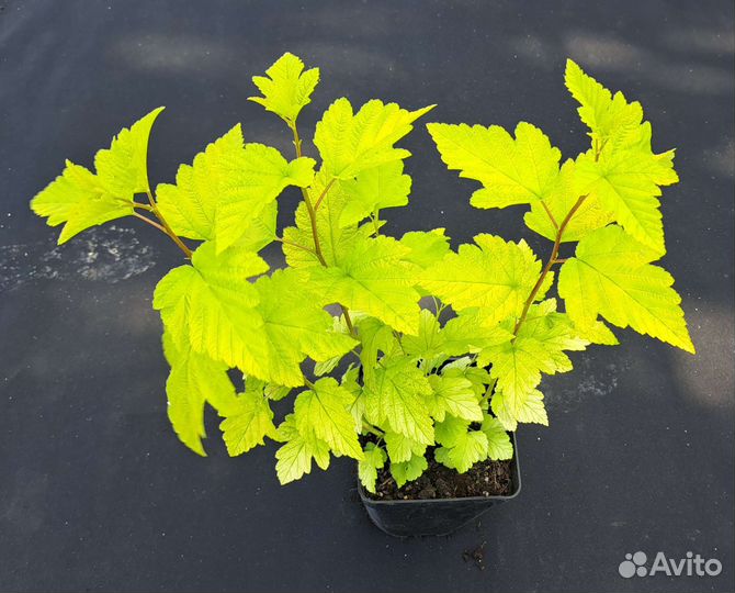 Пузыреплодник калинолистный Дартс Голд