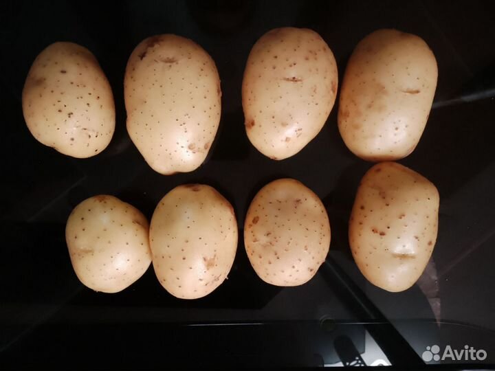 Картофель сорт Гала