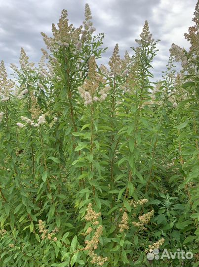 Спирея Билларда (Spiraea billardii)