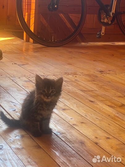 Очаровательный котенок