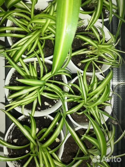 Хлорофитум, Традесканция