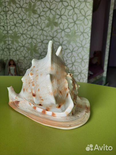 Сувенир ракушка