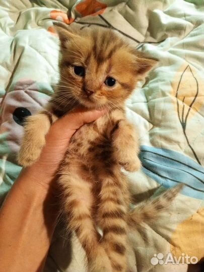 Котята