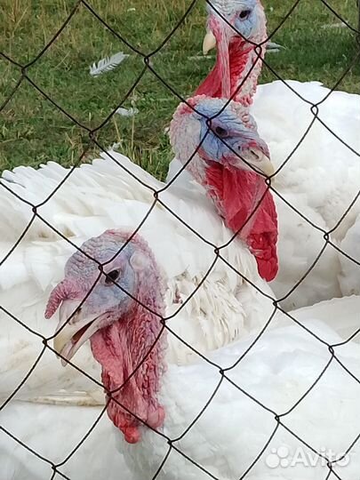 Продам мясо птицы