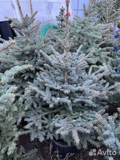 Голубые ели