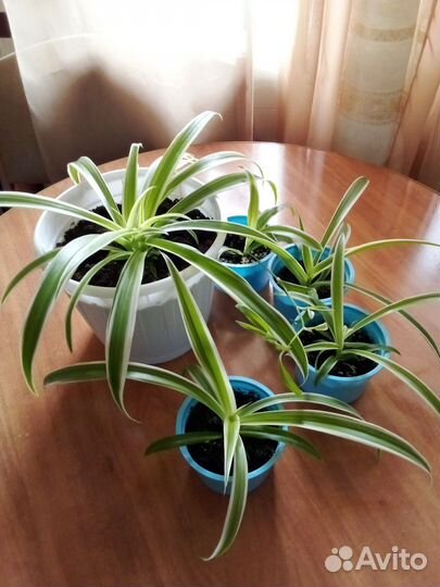 Хлорофитум