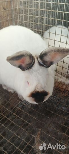 Калифорния