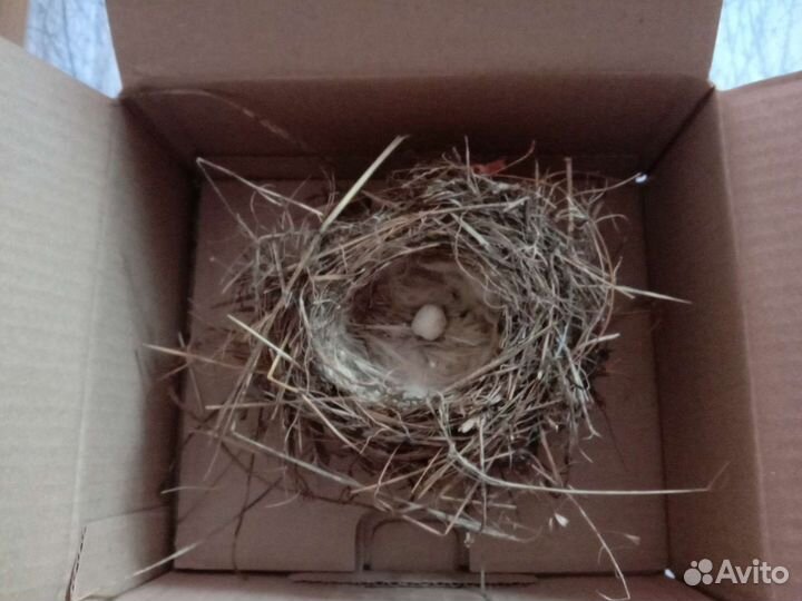 Гнездо птицы 2023