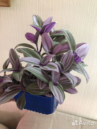 Традесканция