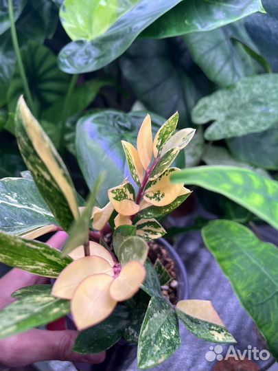 Замиокулькас вариегатный