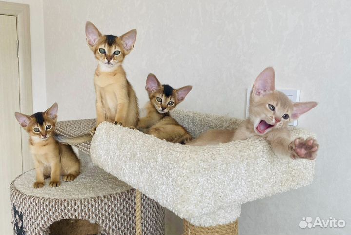 Абиссинские чудо котята