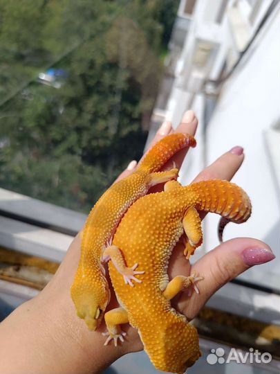 Эублефар Blood Блад самка