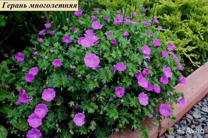 Многолетники