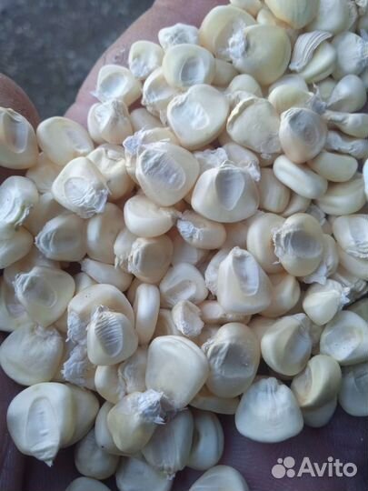 Белая кукуруза