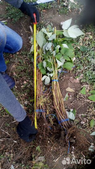 Саженцы малины опт