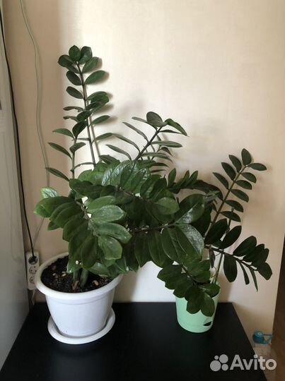 Замиокулькас