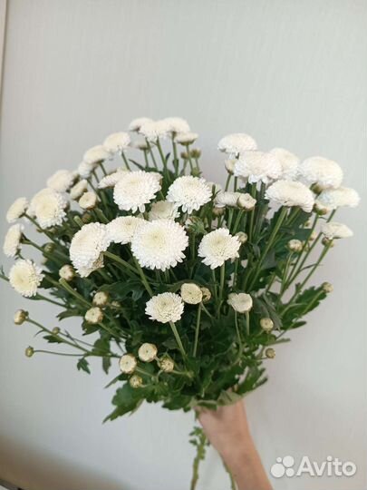 Хризантемы. Цветы