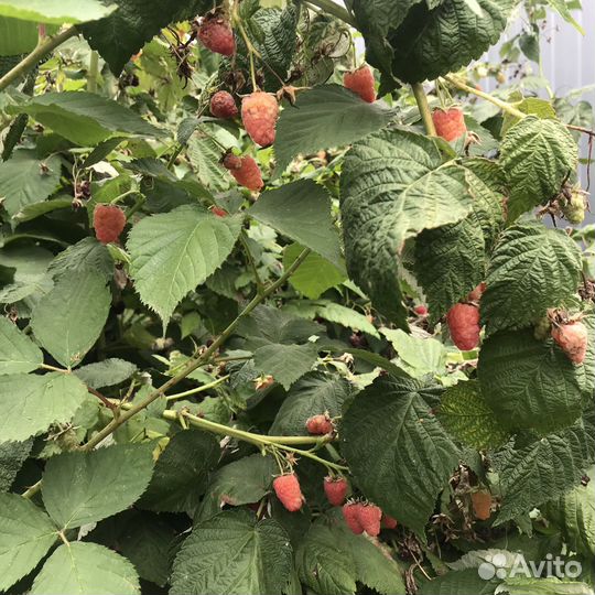 Малина ремантантная саженцы