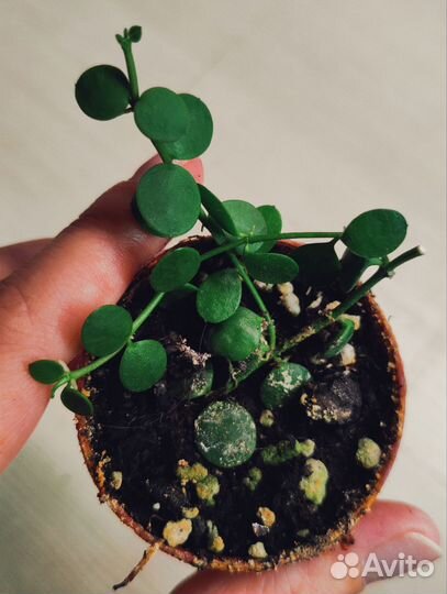 Дисхидия Нуммулария