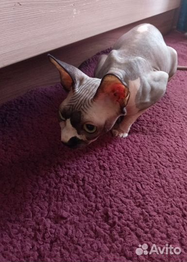 Канадский сфинкс котенок