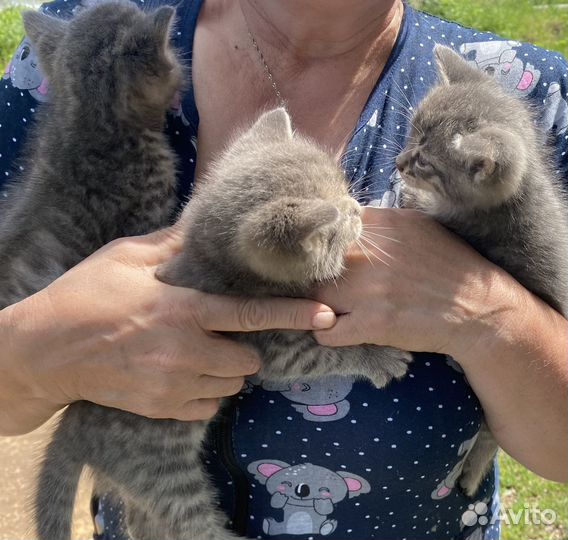 Отдам бесплатно котят