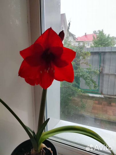 Гиппиаструм