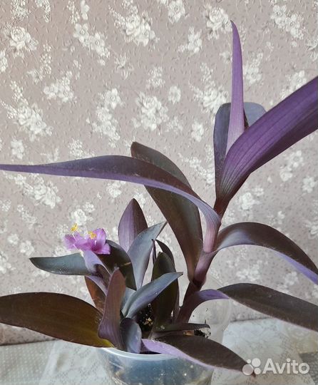 Традесканция Сеткреазия пурпурная