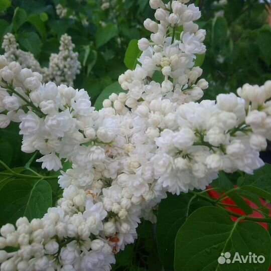 Саженцы сирени