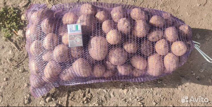 Картофель оптом