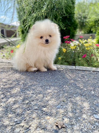 Померанский Шпиц Мини