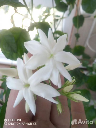 Растения для дома